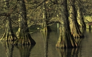 bald_cypress.jpg