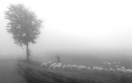 Nome File=pastore.jpg
Dimensione File=356KB
Dimensioni=1200x761
Data aggiunta=Nov 12, 2020 pastore.jpg