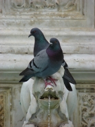 piccioni2.jpg
