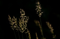 luce1.jpg luce1.jpg