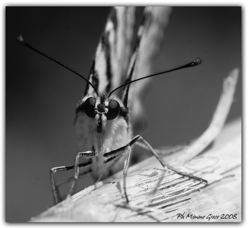 Clicca per l'immagine full size
