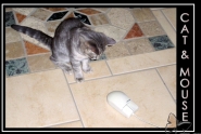 Nome File=Cat___Mouse1.jpg
Dimensione File=285KB
Dimensioni=800x539
Data aggiunta=Mag 17, 2007 Cat___Mouse1.jpg
