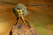 Libellula_portrait900PICT9550.jpg