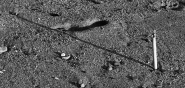Nome File=Proiezione_800.jpg
Dimensione File=311KB
Dimensioni=800x384
Data aggiunta=Lug 08, 2007 Proiezione_800.jpg