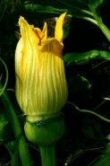 Nome File=Zucca_800.jpg
Dimensione File=288KB
Dimensioni=532x800
Data aggiunta=Lug 11, 2007 Zucca_800.jpg