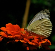 butterfly_800PICT8581.jpg