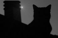 Nome File=gatto_sul_tetto2.jpg
Dimensione File=101KB
Dimensioni=800x532
Data aggiunta=Giu 06, 2007 gatto_sul_tetto2.jpg