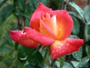 Filename=rosa__800.jpg
Filesize=339KB
Dimensions=800x607
Date added=May 30, 2007 rosa__800.jpg