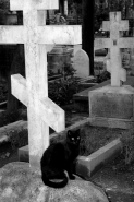 cemetery_cat_#1rid.jpg