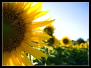Nome File=Girasole1WEB.jpg
Dimensione File=345KB
Dimensioni=750x560
Data aggiunta=Lug 10, 2007 Girasole1WEB.jpg