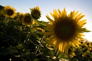 Nome File=girasole_WEB.jpg
Dimensione File=345KB
Dimensioni=690x460
Data aggiunta=Lug 07, 2007 girasole_WEB.jpg