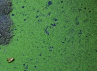 My-River-2.jpg