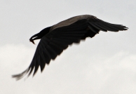 Nome File=flysea.jpg
Dimensione File=336KB
Dimensioni=1000x689
Data aggiunta=Apr 19, 2009 flysea.jpg