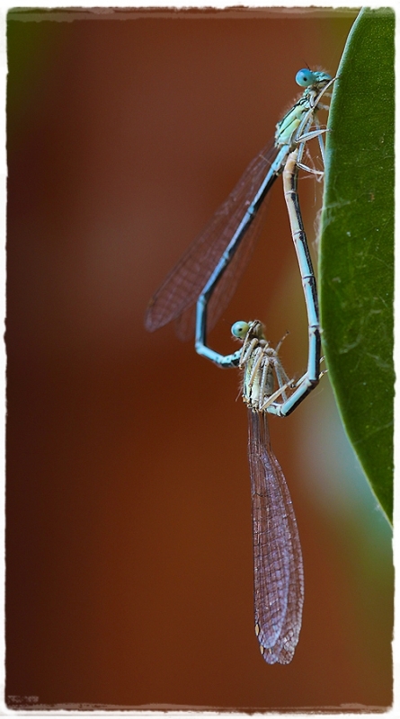 Clicca per l'immagine full size