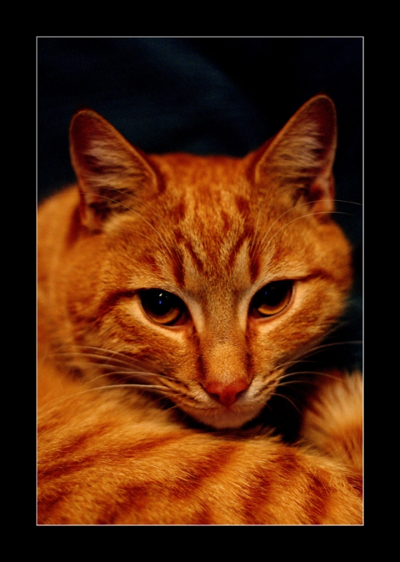 Clicca per l'immagine full size