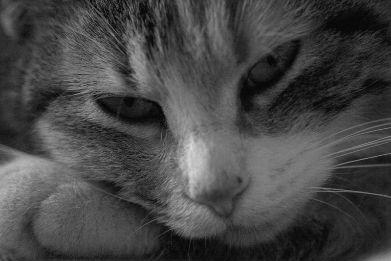 Clicca per l'immagine full size