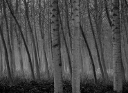 _MG_7652.JPG _MG_7652.JPG