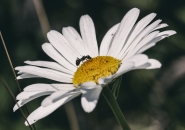 Nome File=z4.jpg
Dimensione File=472KB
Dimensioni=1024x722
Data aggiunta=Ago 06, 2016 z4.jpg