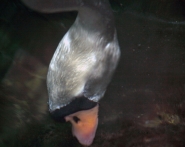 Immagine-027~0.jpg