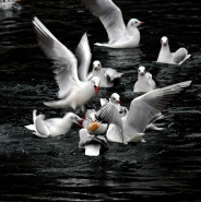 Immagine-067.jpg