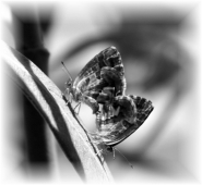 Farfalle_Micromosso.jpg