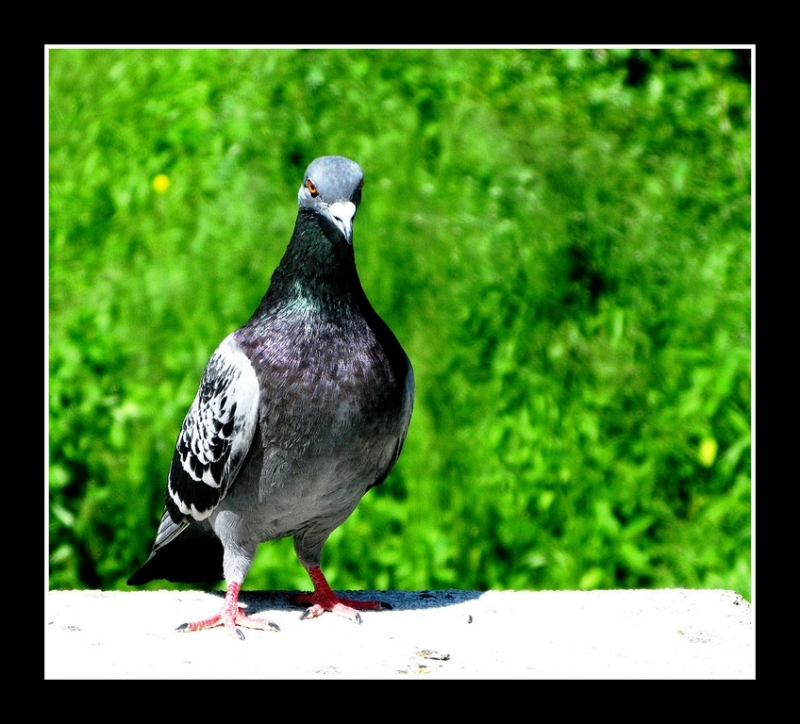 Clicca per l'immagine full size