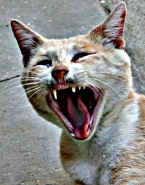 Nome File=gatto2.jpg
Dimensione File=120KB
Dimensioni=631x800
Data aggiunta=Ago 22, 2007 gatto2.jpg