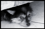 Nome File=My_dog___by_mariposa80.jpg
Dimensione File=47KB
Dimensioni=600x400
Data aggiunta=Dic 06, 2007 My_dog___by_mariposa80.jpg