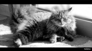 Nome File=penelope.jpg
Dimensione File=230KB
Dimensioni=800x449
Data aggiunta=Ago 04, 2007 penelope.jpg