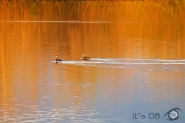 IGT_1695.jpg