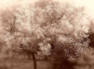 Albero.jpg Albero.jpg