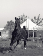 Cavallo1.jpg