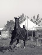 Nome File=Cavallo1.jpg
Dimensione File=85KB
Dimensioni=598x775
Data aggiunta=Ott 05, 2007 Cavallo1.jpg