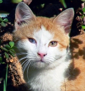 Gatto1.jpg