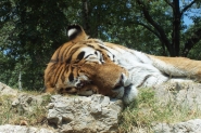 Nome File=tigre.jpg
Dimensione File=316KB
Dimensioni=800x533
Data aggiunta=Set 04, 2007 tigre.jpg