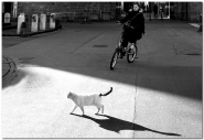 Nome File=gatti_bianchi_e_gatti_neri_orizz_rid.jpg
Dimensione File=214KB
Dimensioni=800x552
Data aggiunta=Dic 28, 2007 gatti_bianchi_e_gatti_neri_orizz_rid.jpg