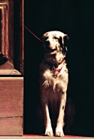 cane.jpg cane.jpg