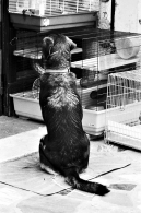 Nome File=canino.jpg
Dimensione File=397KB
Dimensioni=597x900
Data aggiunta=Ago 12, 2008 canino.jpg