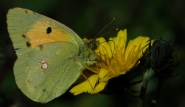 farfallagiallasmall.jpg farfallagiallasmall.jpg