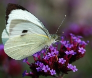 farfallasmall.jpg farfallasmall.jpg
