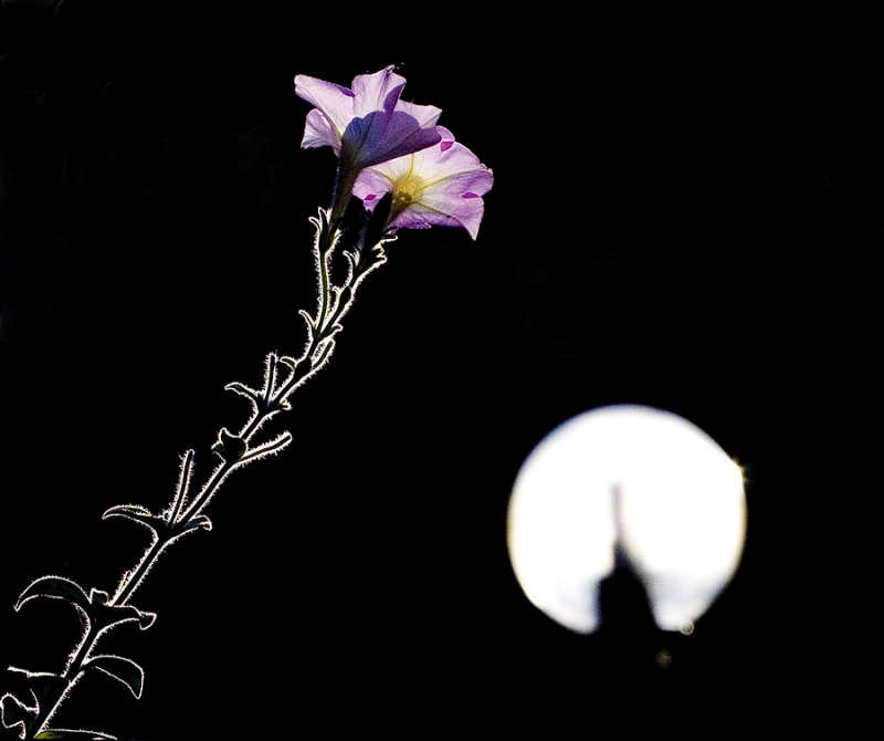 Clicca per l'immagine full size