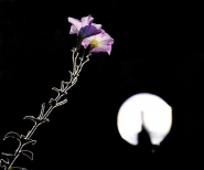 Nome File=Fiore-e-luna.jpg
Dimensione File=153KB
Dimensioni=900x754
Data aggiunta=Gen 23, 2008 Fiore-e-luna.jpg