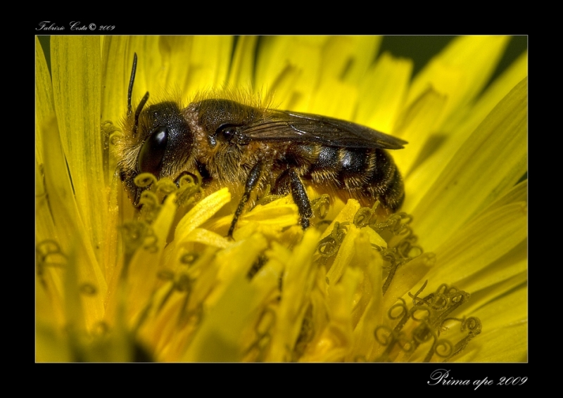 Clicca per l'immagine full size