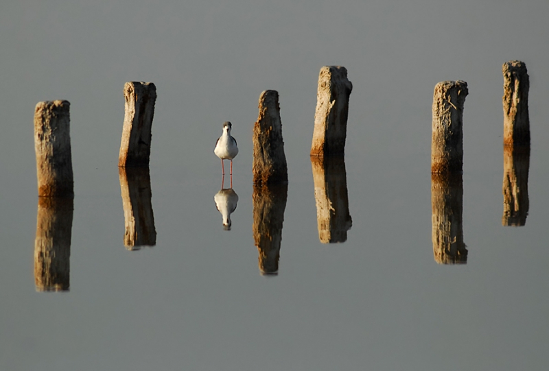 Clicca per l'immagine full size