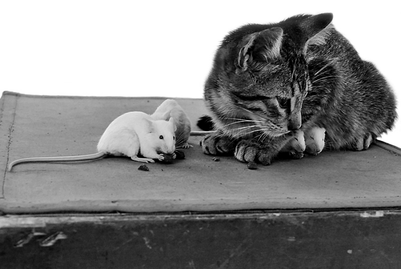 Clicca per l'immagine full size