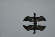 Nome File=bi-cormorano.jpg
Dimensione File=210KB
Dimensioni=800x536
Data aggiunta=Apr 29, 2009 bi-cormorano.jpg
