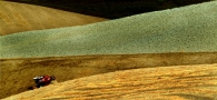 Come_una_formica.jpg