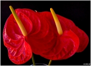 Nome File=Anthurium.jpg
Dimensione File=122KB
Dimensioni=1043x767
Data aggiunta=Lug 02, 2012 Anthurium.jpg
