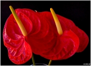 Anthurium.jpg