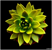 Nome File=Flower.jpg
Dimensione File=106KB
Dimensioni=813x774
Data aggiunta=Set 18, 2011 Flower.jpg